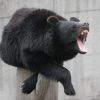 秋田鹿角市クマ殺人事件の主犯「大型人食いグマ」がヤバすぎる…いまだに捕まっていない模様…（画像あり）