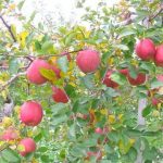 【収入】ワイ、リンゴ農園の経営者の年収ｗｗｗこれはやめられんわｗｗｗｗｗｗｗ