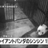 上野動物園パンダ「シンシン」が赤ちゃんを出産した結果ｗｗｗｗｗ（画像あり）