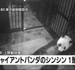上野動物園パンダ「シンシン」が赤ちゃんを出産した結果ｗｗｗｗｗ（画像あり）