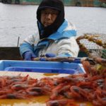甘エビ漁師の年収と仕事内容ｗｗｗ超絶ホワイトすぎｗｗｗｗｗｗｗ