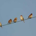 【衝撃】面接官「どうして電線の鳥は感電しないんですか?」俺「…」→ 結果wwwwwww