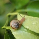 【閲覧注意】カタツムリを食べた女性の末路がヤバすぎる…（画像あり）