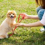 【悲報】新宿でヤバすぎる犬が見つかる・・・（画像あり）