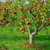 【悲鳴】青森のリンゴ園がヤバイことになってる・・・・・