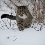 【緊急】東京さん、ガチでとんでもないことに・・・