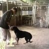 【悲報】NHK「プロフェッショナル」で犬を殴る訓練士の映像、海外に拡散へ…（動画あり）