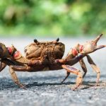 【朗報】カニの発毛効果が凄いｗｗｗハゲ必見ｗｗｗｗｗｗｗ