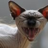 【閲覧注意】ドラクエに出てきそうな気持ち悪い猫が発見される…（画像あり）