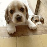 【闇深】ペットショップの現実が残酷すぎてショックを隠しきれない…働いて3日目…