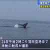 【地震の前兆？】東京湾に訪れたクジラがとんでもない行動に…（画像あり）