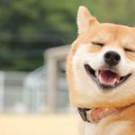 【愕然】俺「病気の犬を返品しよう」と家族に相談した結果…家族がとんでもないことを言ってきやがった…