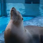 【朗報】アニメ顔のアザラシが発見されるwwwww（画像あり）