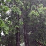 【地震】ワイ、北海道の森の中でヤベーことになってる・・・現在の状況がこちら・・・