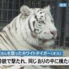 平川動物公園事故、飼育員を殺害したトラの現在…まじかよこれ…