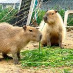 【訃報】1歳のカピバラ「まるお」の本当の死因がやばい・・・