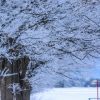【大雪】気象庁「関東でも雪降るぞ！雪降るぞ！」→ 結果ｗｗｗｗｗｗｗ