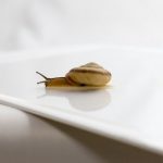 【愕然】ワイの女上司(42)、とんでもないものを飼っていたｗｗｗｗｗｗｗｗｗｗｗｗ