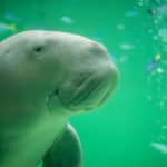 【訃報】沖縄で死んだジュゴンの死因がヤバ過ぎる・・・・・
