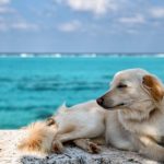 【警告】ペットショップで犬猫買う奴は人間のクズだった…その理由…