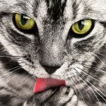 【仰天】夜な夜な猫に髪の毛毟られてんだけどこれなんなん？