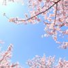 【衝撃】千原ジュニア、安倍首相の“桜を見る会”を辞退した理由がやばいｗｗｗｗｗｗｗｗｗ