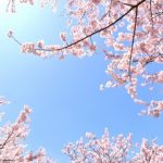 【衝撃】千原ジュニア、安倍首相の“桜を見る会”を辞退した理由がやばいｗｗｗｗｗｗｗｗｗ
