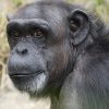【衝撃】チンパンジーにスマホ与えた結果ｗｗｗｗｗ（動画あり）