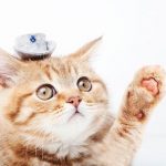 【衝撃】誤って30分間洗濯されたネコの末路をご覧ください…