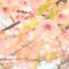 【愕然】安倍晋三主催の桜を見る会、ヤバいやつらが来てた模様ｗｗｗｗｗ