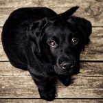 【炎上】YouTuber「保健所で殺処分寸前の子犬を助けた！」→ 犬に衝撃の事実判明・・・