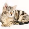 【仰天】270万円かけて創った愛猫のクローンが凄すぎるｗｗｗｗｗｗｗｗｗ