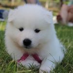 【衝撃】とんでもないヘイト犬、見つかるｗｗｗｗｗｗｗｗ（画像あり）