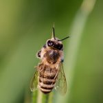 【悲報】交尾出来なかったオス蜂、ワイらの将来だった…(画像あり)