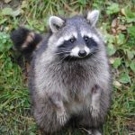 【悲報】アライグマさん、とんでもないところにハマってしまう…（画像あり）