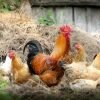 【悲報】ヴィーガンさん、モロッコの市場で鶏が生きたまま売られているのを見て発狂した結果ｗｗｗｗｗｗｗｗ（動画あり）