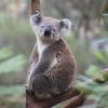 【悲報】天王寺動物園のコアラさん、イギリスへ→ その理由に涙が止まらない…