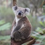 【悲報】天王寺動物園のコアラさん、イギリスへ→ その理由に涙が止まらない…