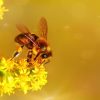 【朗報】ミツバチさん、最高の場所に巣を作ってしまうｗｗｗｗｗｗｗｗ（画像あり）