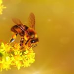 【朗報】ミツバチさん、最高の場所に巣を作ってしまうｗｗｗｗｗｗｗｗ（画像あり）