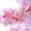 【悲報】安倍総理「桜を見る会が問題になっているな…そうだ良いこと考えた」ﾆﾔﾘ→