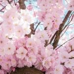 【悲報】桜を見る会の来場者「記念品に升もらった…せや！」→ 結果ｗｗｗｗｗｗｗｗ（画像あり）
