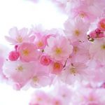 【悲報】関口宏さん「桜を見る会問題」で若者の反応にブチギレｗｗｗｗｗｗｗｗ