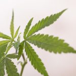 【狂気】国母和宏、大麻を購入したきっかけがコレｗｗｗｗｗｗｗｗ