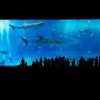 【驚愕】サンシャイン水族館「伝説の生き物捕獲！ 展示するで！」→ ご覧くださいｗｗｗｗｗｗｗｗ（画像あり）