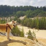 【悲報】秋田犬、食べられる…