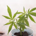 【大麻】逮捕された国母和宏被告、爆弾発言ｗｗｗｗｗｗｗｗ