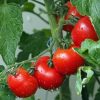 【仰天】遺伝子改良によりブドウ並みに実をつけるトマトが開発→ ご覧くださいｗｗｗｗｗｗｗｗ（画像あり）