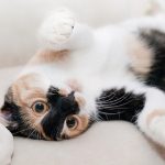 【驚愕】石田ゆり子、猫を肩車する姿がかわいいと話題にｗｗｗｗｗｗｗｗ（画像あり）