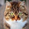 【仰天】北大路欣也にソックリな猫さんの目ヂカラがすごいｗｗｗｗｗｗｗ （写真あり）